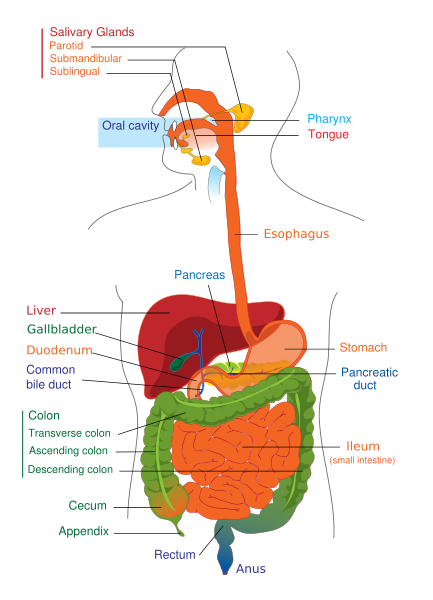 DigestiveSystem