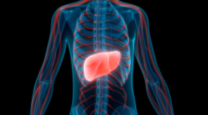 monitor your liver enzymes